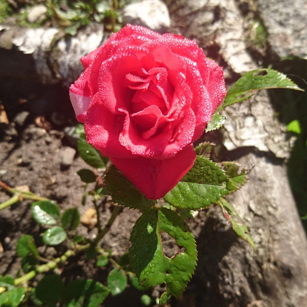 img_20160824_094854.jpg